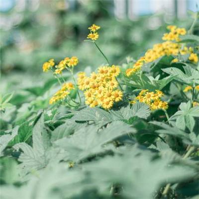 云平台app手机app下载